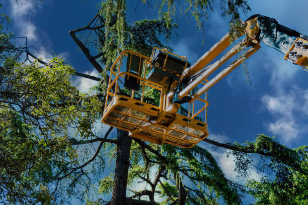 Best Arborist Consultation Services  in Hidden Valley Lake, CA