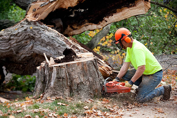 Best Tree Risk Assessment  in Hidden Valley Lake, CA