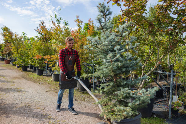 Best Hazardous Tree Removal  in Hidden Valley Lake, CA